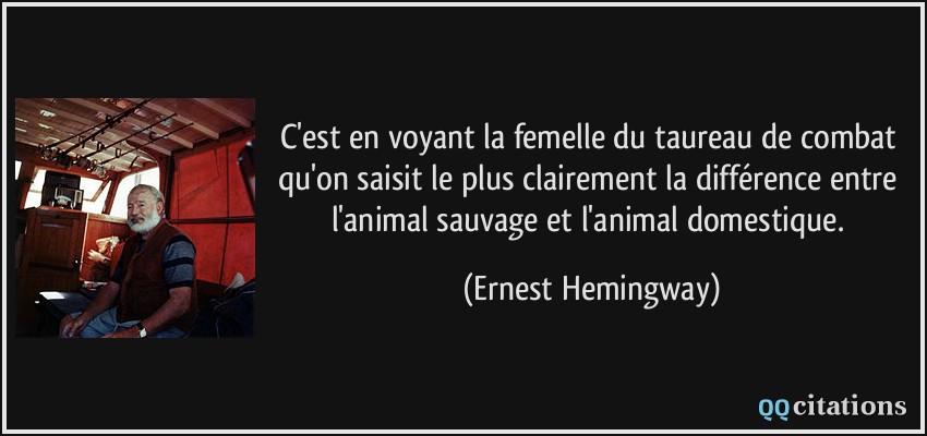 C'est en voyant la femelle du taureau de combat qu'on saisit le plus clairement la différence entre l'animal sauvage et l'animal domestique.  - Ernest Hemingway