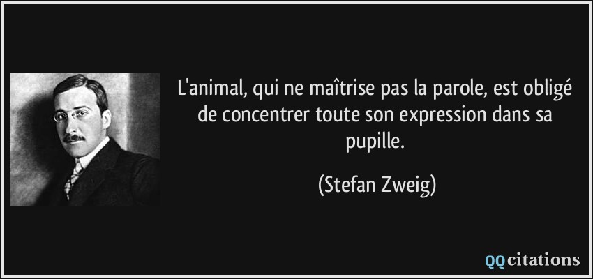 L'animal, qui ne maîtrise pas la parole, est obligé de concentrer toute son expression dans sa pupille.  - Stefan Zweig