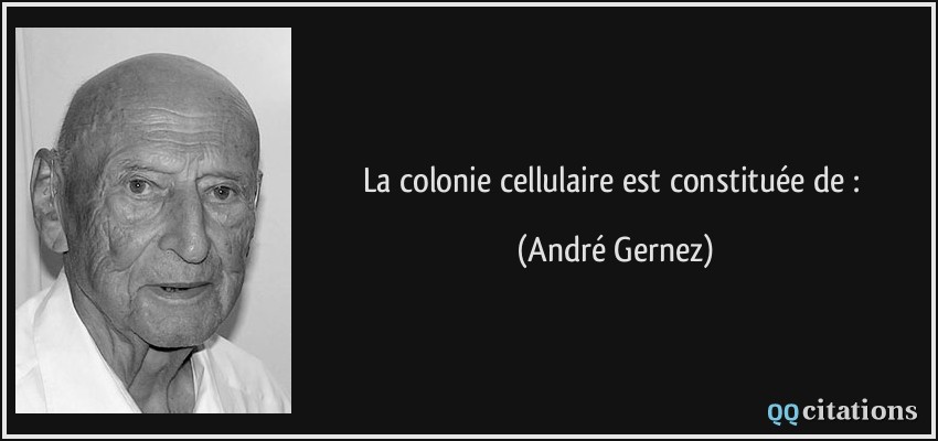 La colonie cellulaire est constituée de :  - André Gernez