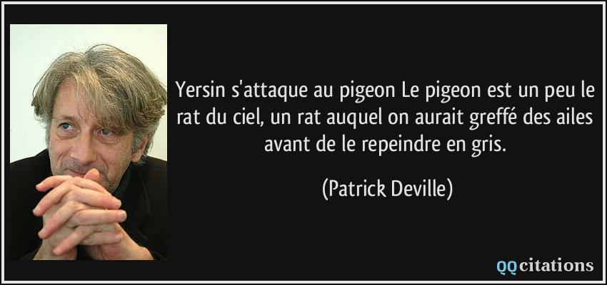 Yersin s'attaque au pigeon Le pigeon est un peu le rat du ciel, un rat auquel on aurait greffé des ailes avant de le repeindre en gris.  - Patrick Deville